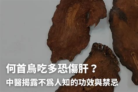 何首烏是什麼|何首烏秋冬進補怎麼吃？醫列功效禁忌＋何首烏藥膳做。